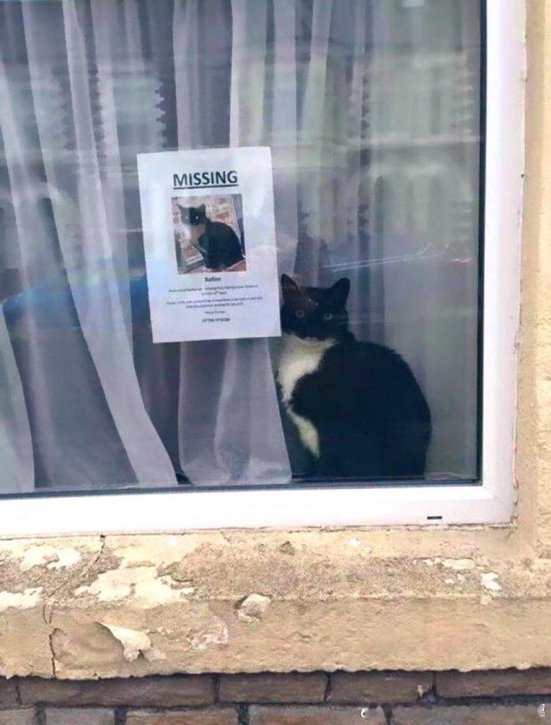 哈基米：你是在找我吗？