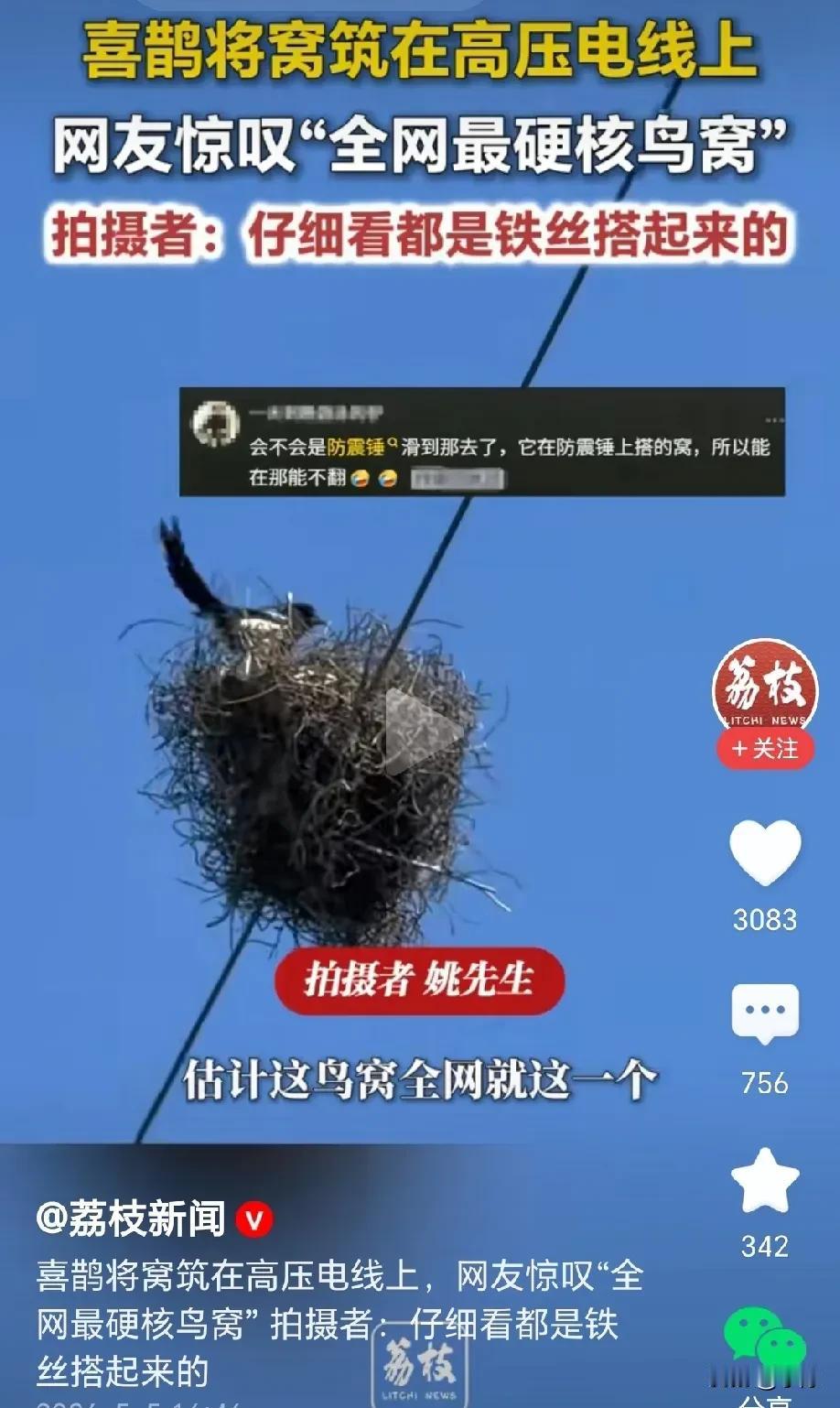 万万想不到！喜鹊在高压线上做窝，鸟窝看起来凌乱不堪，以为是喜鹊懒，镜头拉近一看，