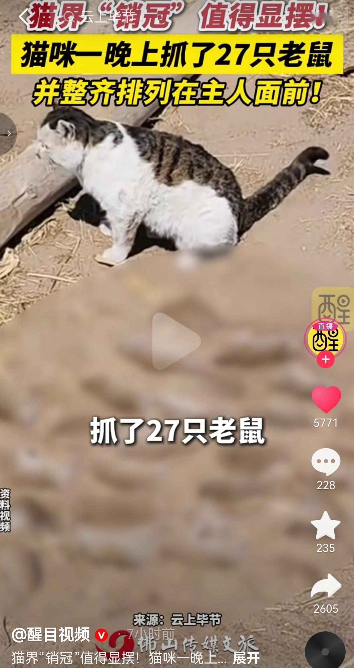 内蒙古这只猫火了！一夜抓27只老鼠摆成阵，主人当场看懵猫界“销冠”真不是吹
