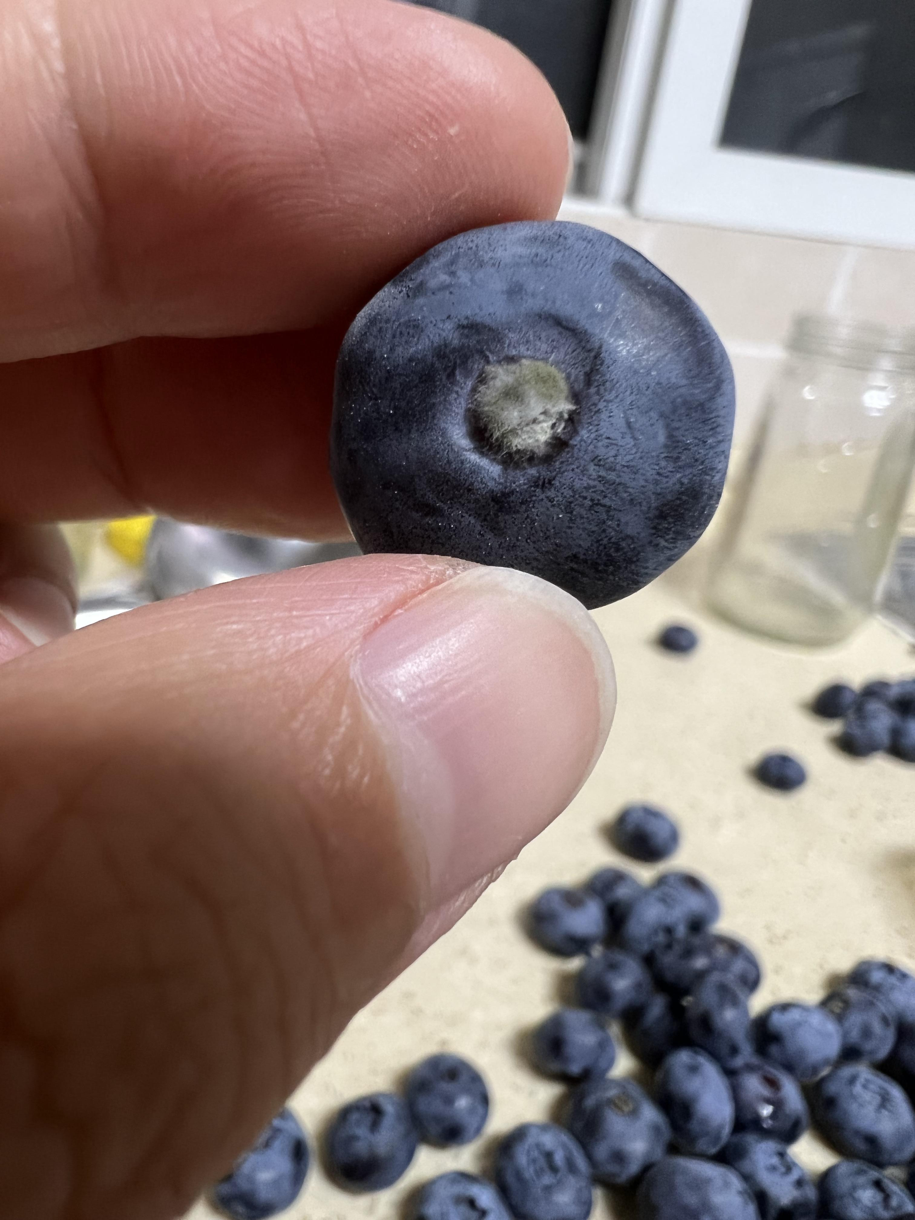 蓝莓肚脐眼里的霉菌平时要是不留意还真的看不到这些霉菌[笑着哭]我有时候就是