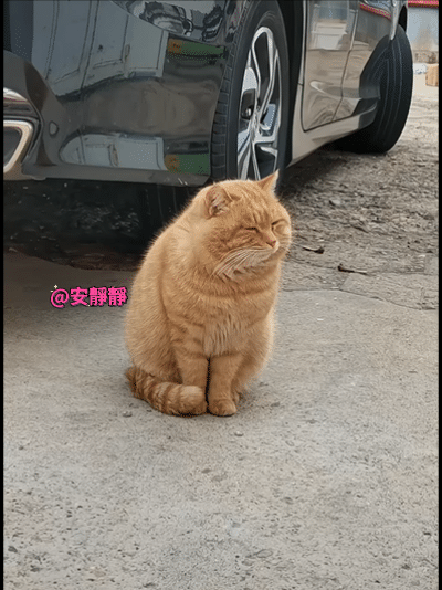 这位学长把自己流浪得可真胖啊[无奈吐舌]听说一边嘎嘎炫饭吃，一边扇人