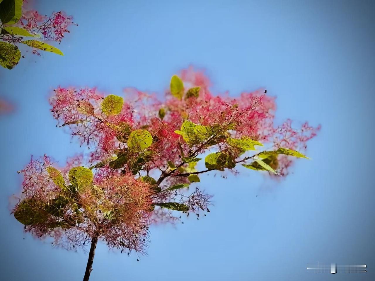 叠翠烟罗（原创）风是引火燃起叠翠烟罗如南柯一梦风一晃