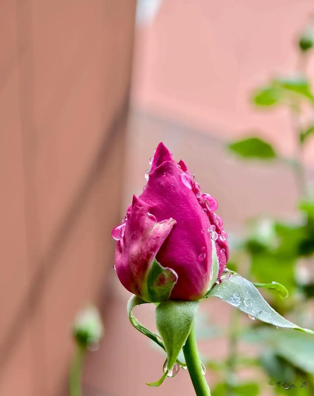 炒股是世界上最难成功的职业，也是最容易赚钱的职业。年轻人碰不得，智慧未开碰不