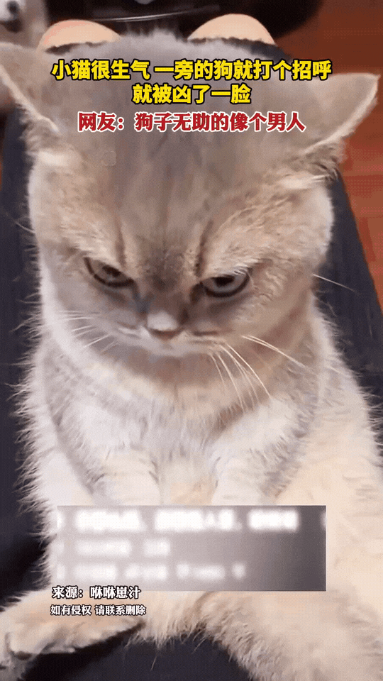 笑不活了！浙江，小猫咪惹主人生气后被挨揍了一顿，然后它就跑到墙角瞪着眼嘟着嘴巴生