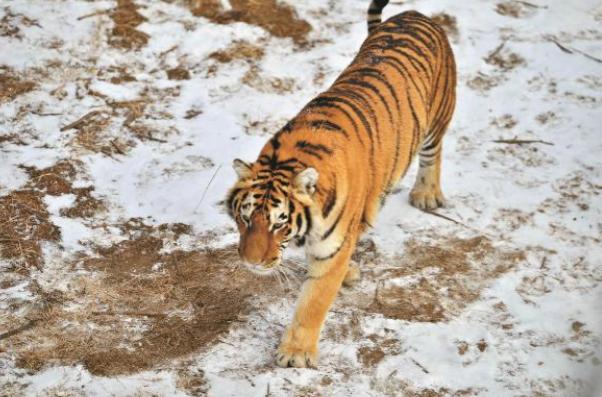 2021年，韩国引进了一头中国东北虎。结果刚到韩国动物园，就遭到了本土虎的联合攻