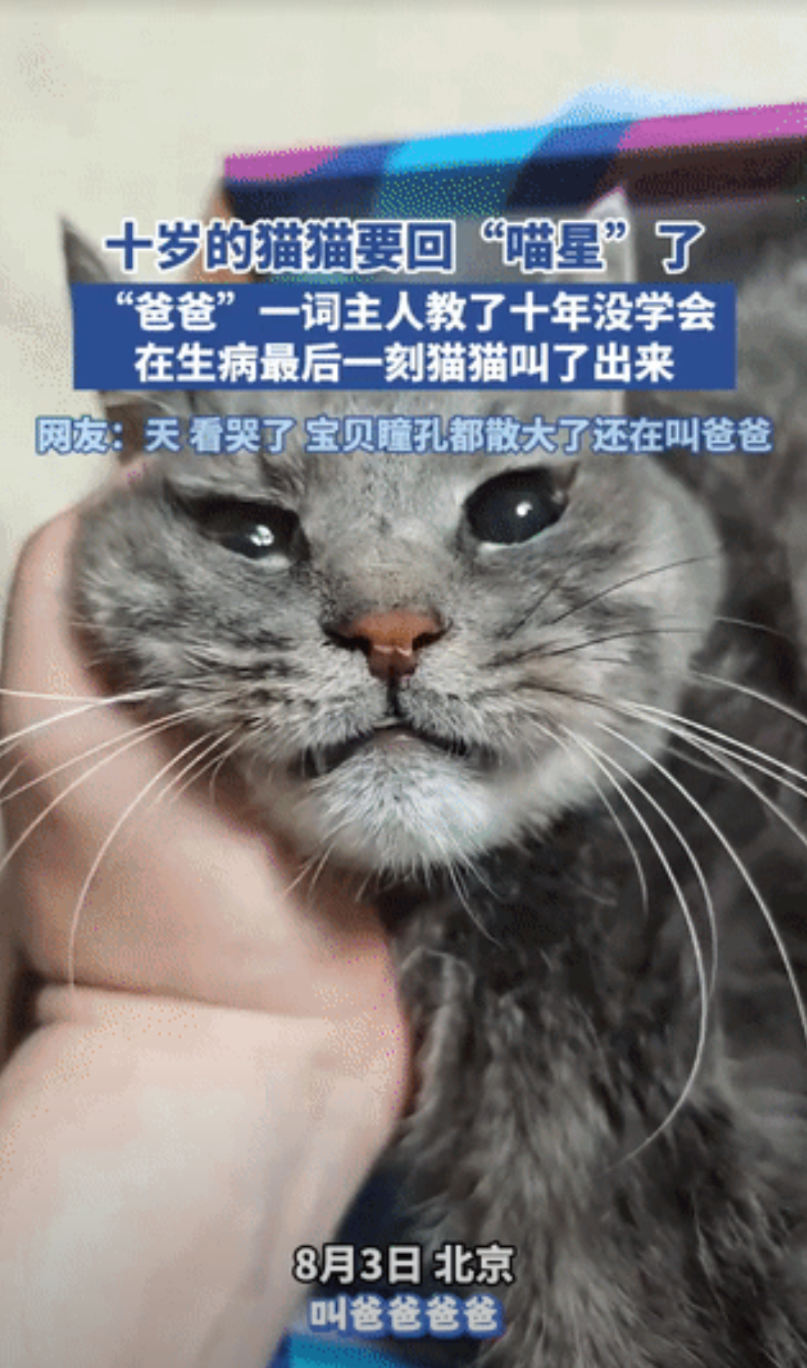 “心都要碎了！”北京，一博主养了10年的猫要准备去“喵星”了，看着自己的猫猫，心