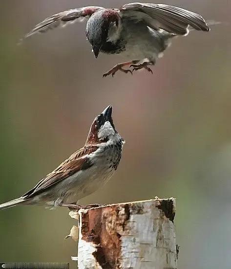 摄影爱好者拍摄小鸟的时候，通常必需使用长焦距镜头，因为野生鸟很容易受到惊吓，人一