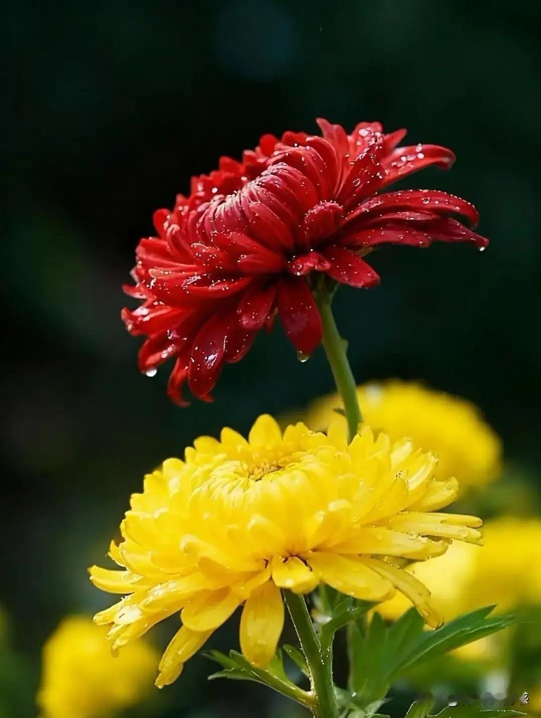 婚姻，我替你们试过了。人生的另一半，如果选错了，往后的余生每一步都像踩在刀刃上，