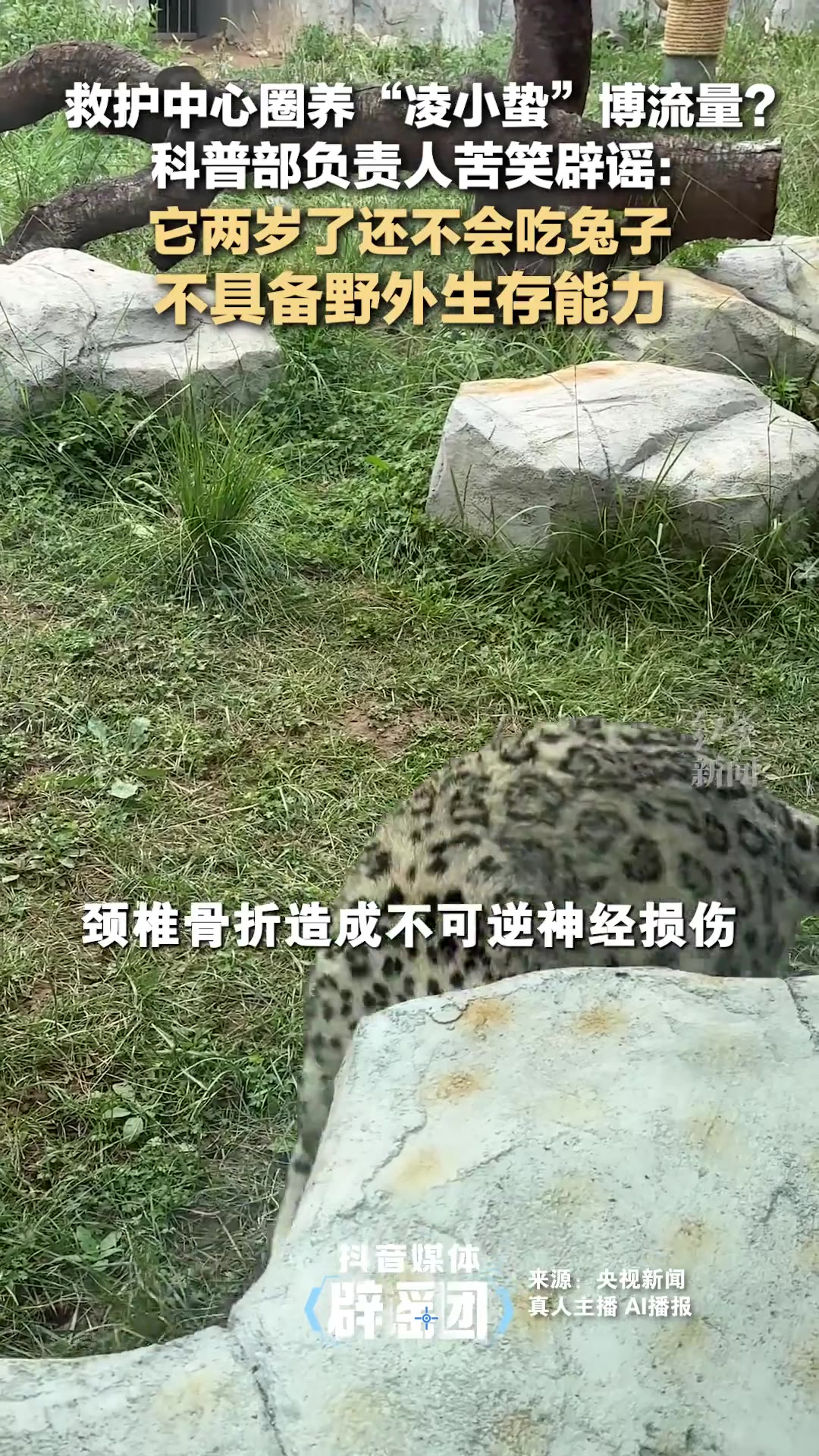 一只雪豹，两岁了，连兔子都不会吃。有人骂救护中心是拿它当摇钱树，故意圈着不放。中心主任听了这话，苦笑