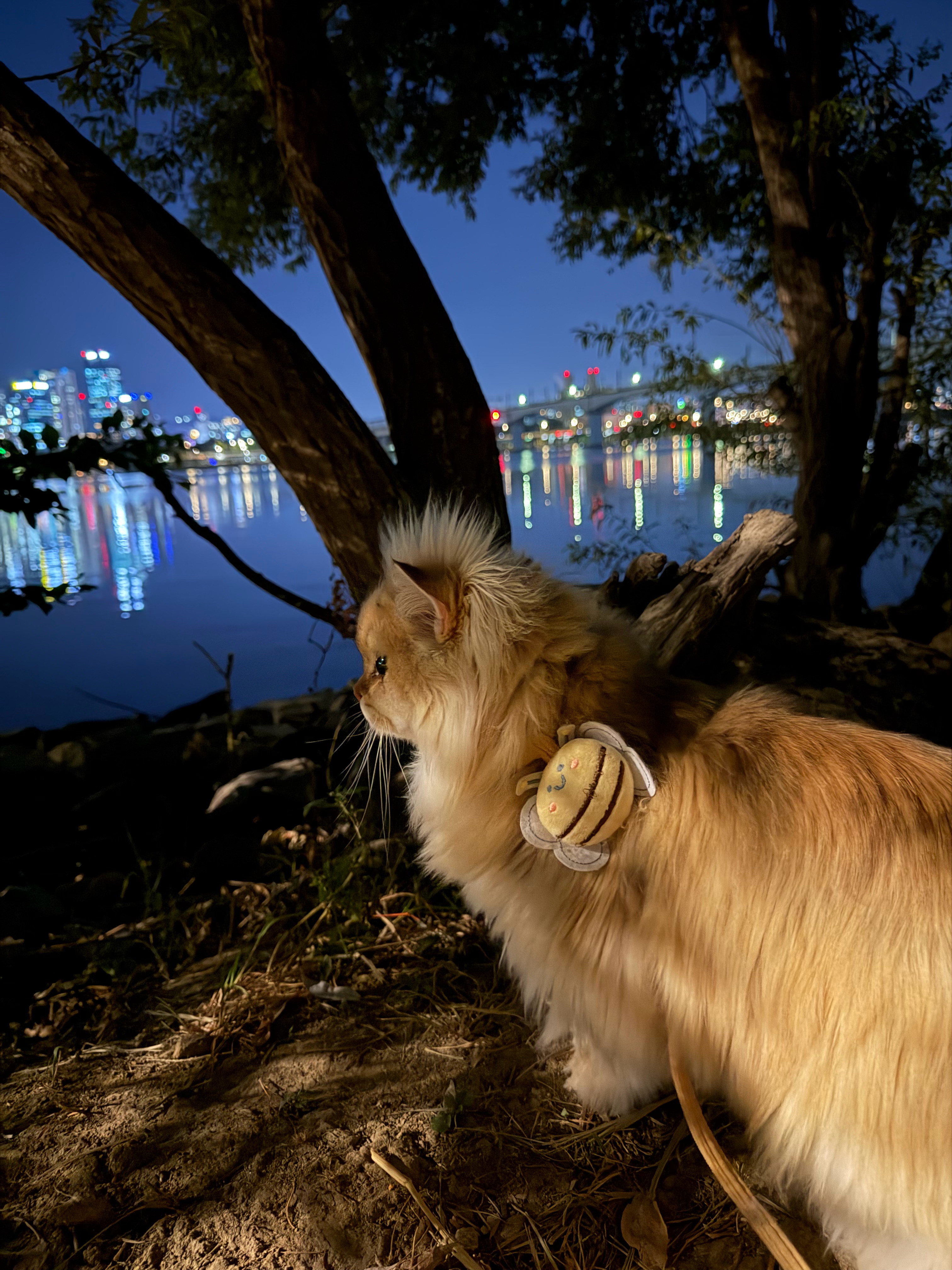 猫生照片​​​