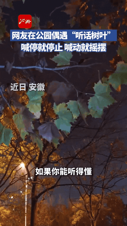 太神奇了！安徽一对姐弟在树下玩耍时，发现了一片格外特别的树叶——风吹过时，它的摆