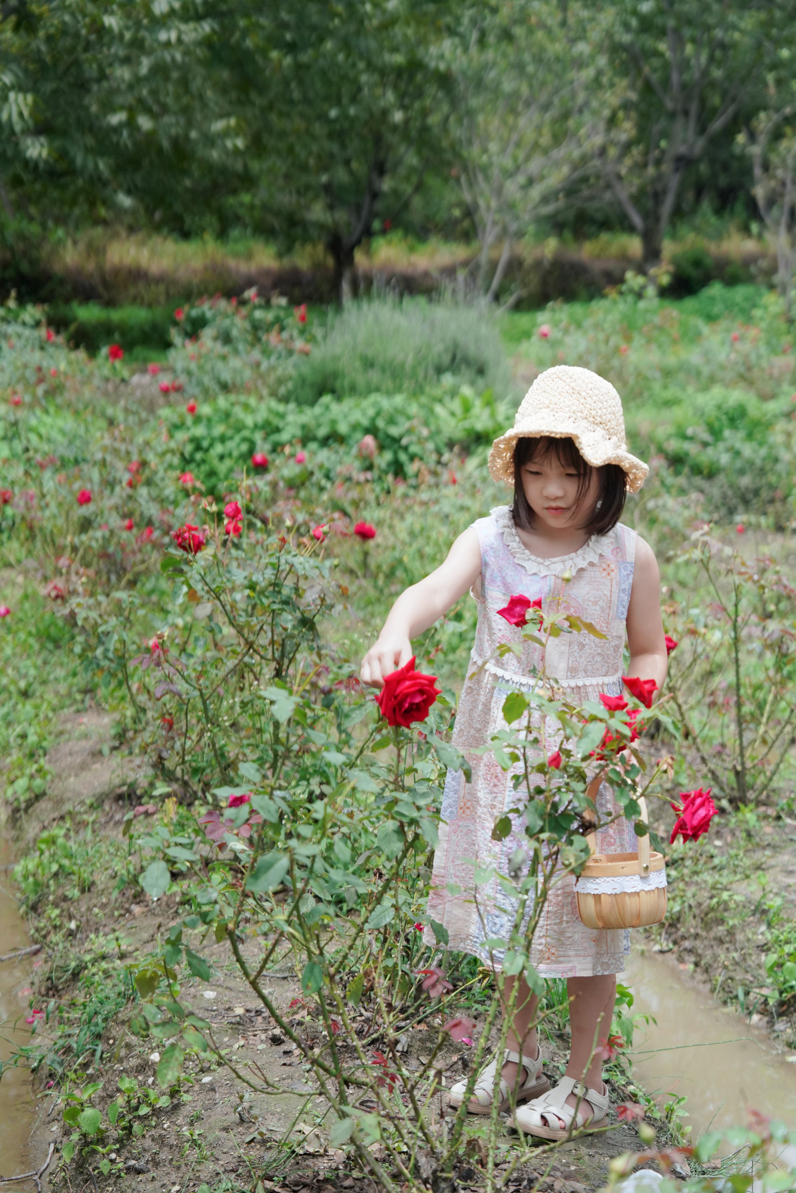 鲜花饼第一步：采摘玫瑰花拎着小篮子在花田里的少女好美好的画面食用玫瑰花好香哦！比