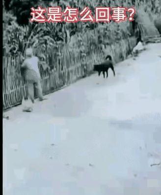 惊呆所有人：老奶奶站在院子边栅栏那里摘菜，身子好像被施了魔法一动不动的，家里狗狗