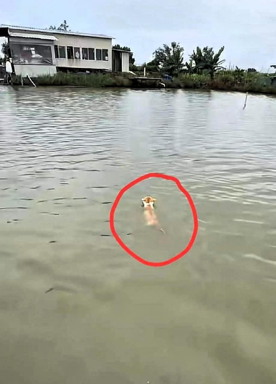 江苏这只猫，算是把全天下宠物猫的底裤给扒了。到了吃饭时间，主人隔着一条小河