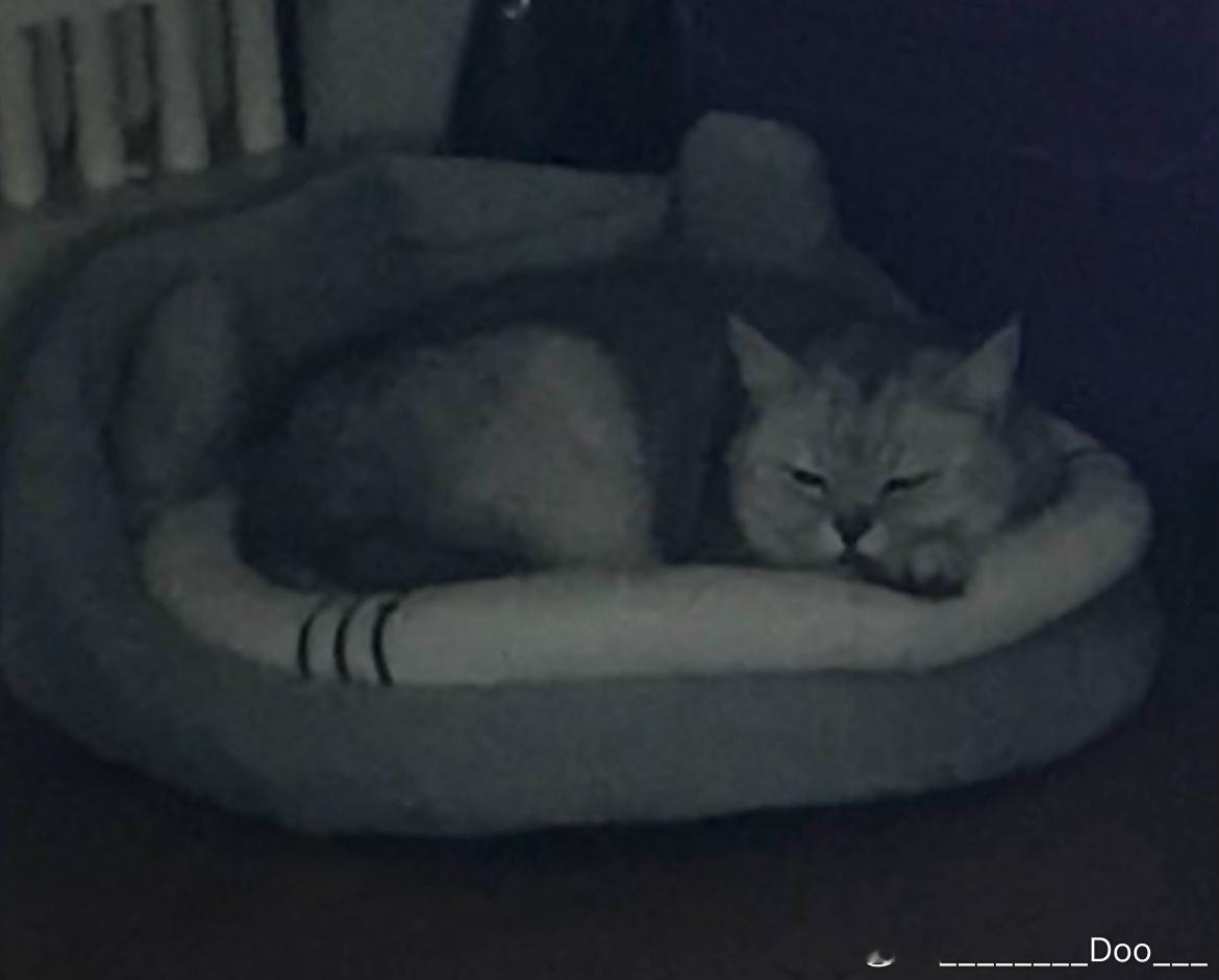 买的猫窝至今就连一次都没上过…在宝宝狗不要的狗窝里睡觉了…