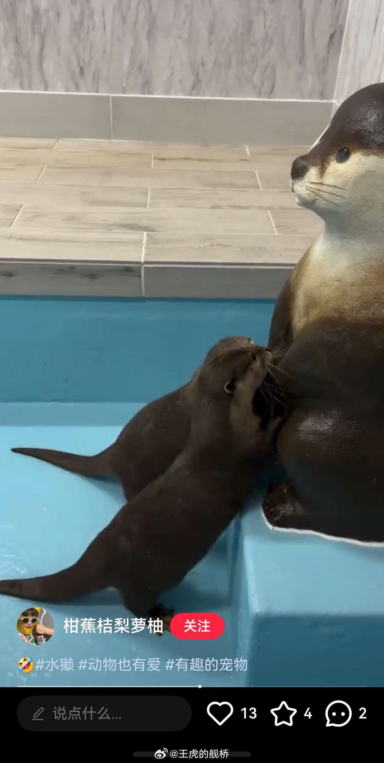 小水獭，小水獭你在干嘛啊？😨