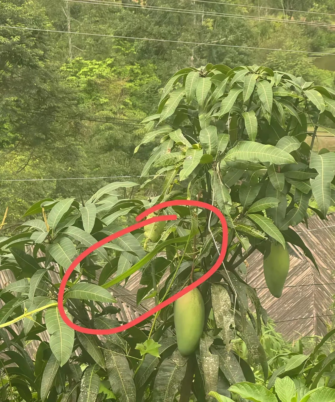 这竹叶青的伪装能力实在太强了，我看了半天才发现这条蛇在哪里？如果你不仔细看的话，