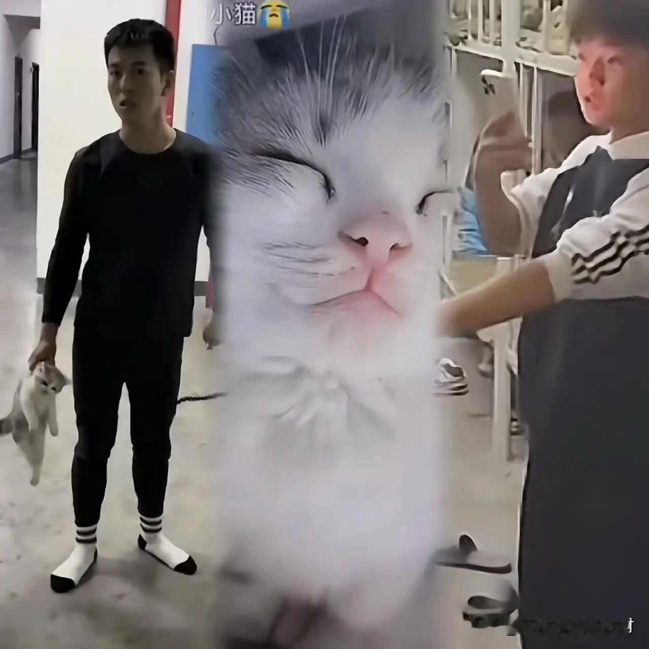 全网被这只无辜的小猫看哭了，我实在是忍无可忍，必须得说说，一只猫猫不会对人有什么