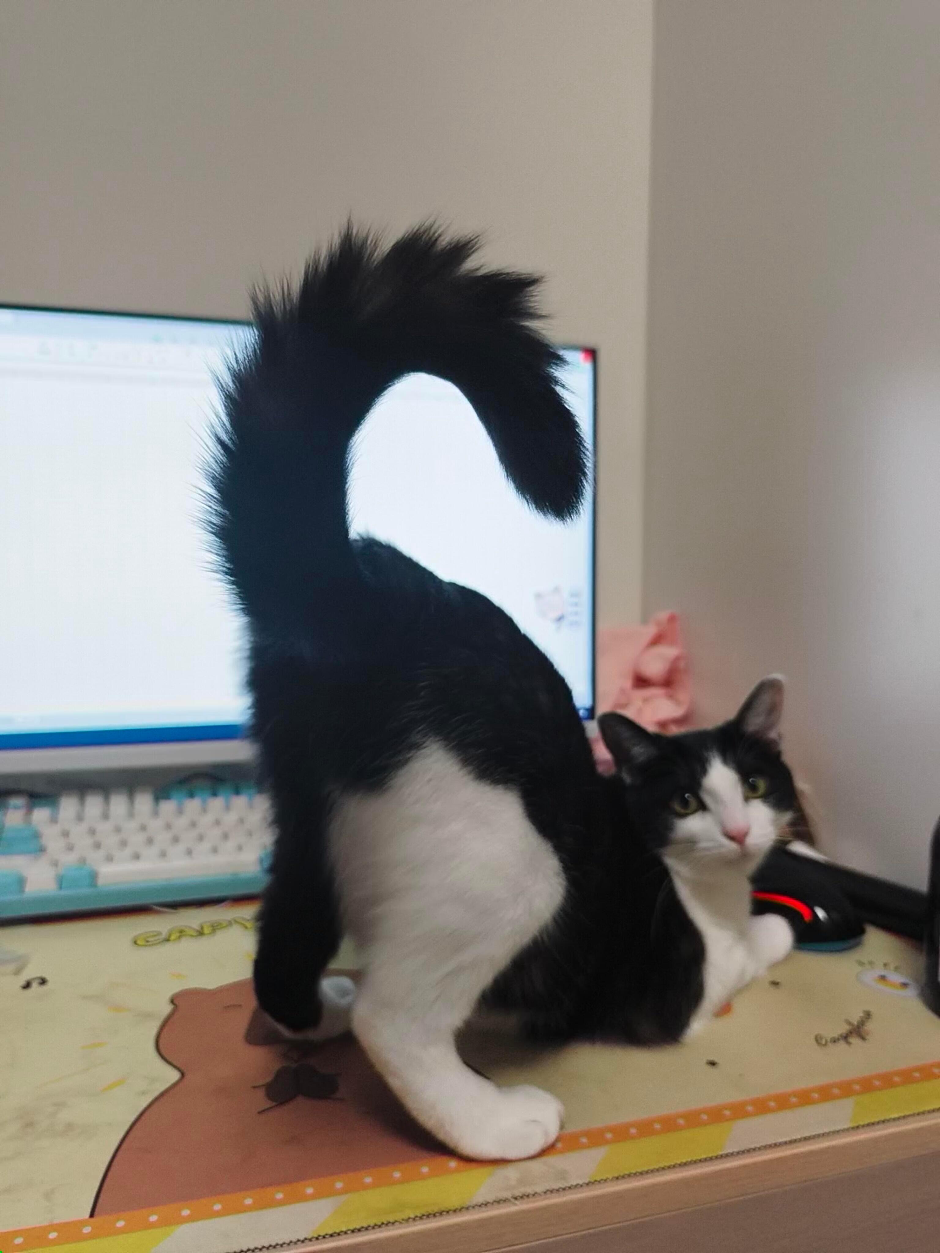 是正经场所认识的猫吗