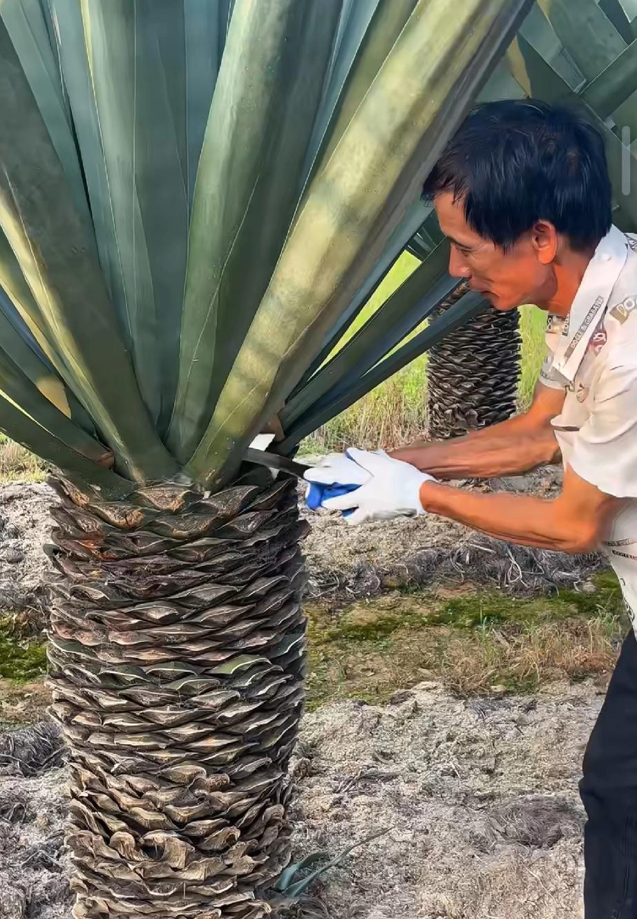 这麻布鞋做的，绝了！你看这老农博主做麻布鞋，从种剑麻、割叶子，到工厂里加工纤