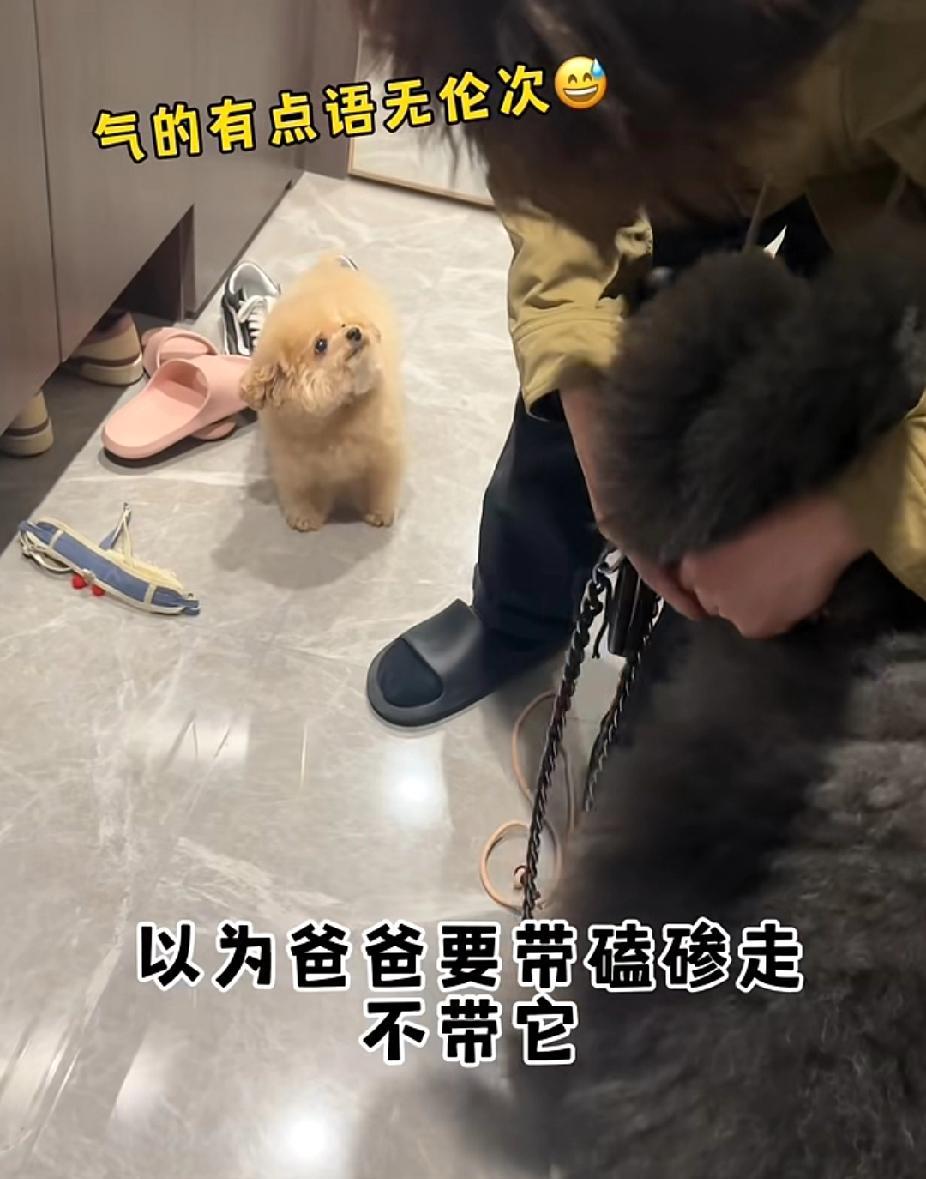 太搞笑了！主人同时带两只狗子出门，一只小比熊，一只灰毛大泰迪。这天主人操作失误，