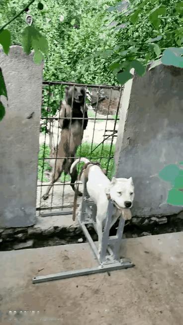 这狗做错什么了呢？主人将它绑在铁架上，看上去好似在惩罚它。后面的狗一直试图救它，