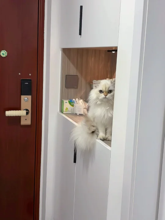 被猫猫偷窥了🫣