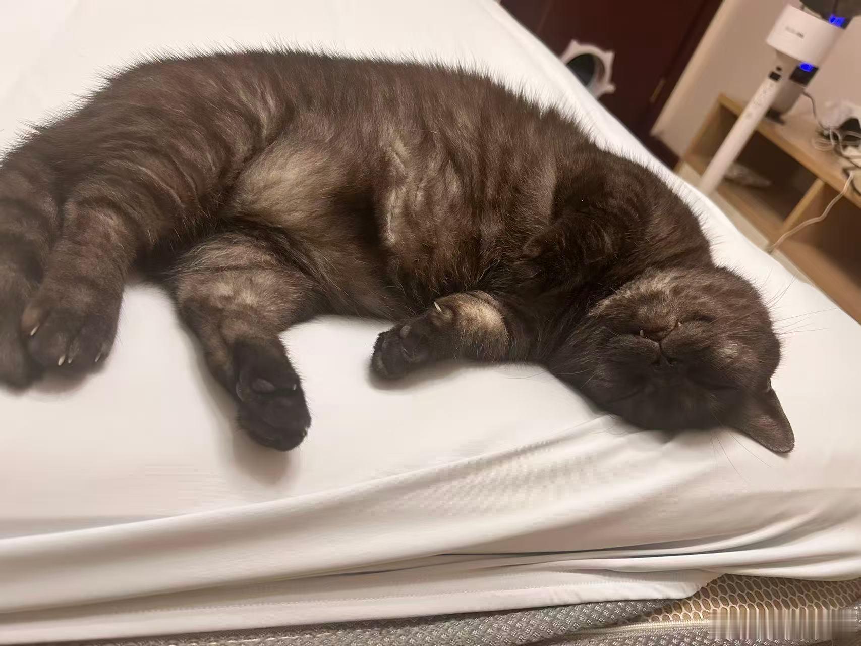 朋友买了只品种猫，像只黑熊精……