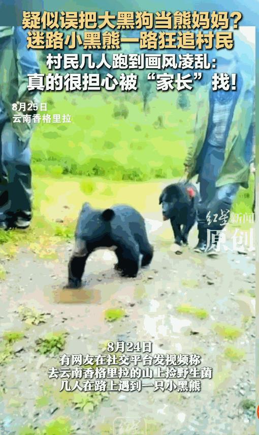 “这就是命啊！”云南香格里拉，几名村民牵着藏獒进山采菌子，半路上，藏獒身边突然多
