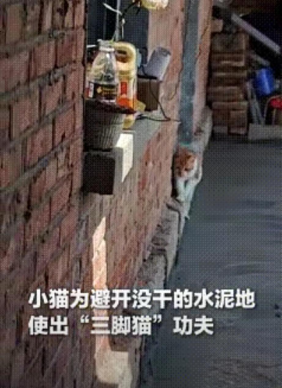 “万万没想到！”山东，一网友在家刚抹完水泥地，家里养的小猫没看到妈妈，急的喵喵叫