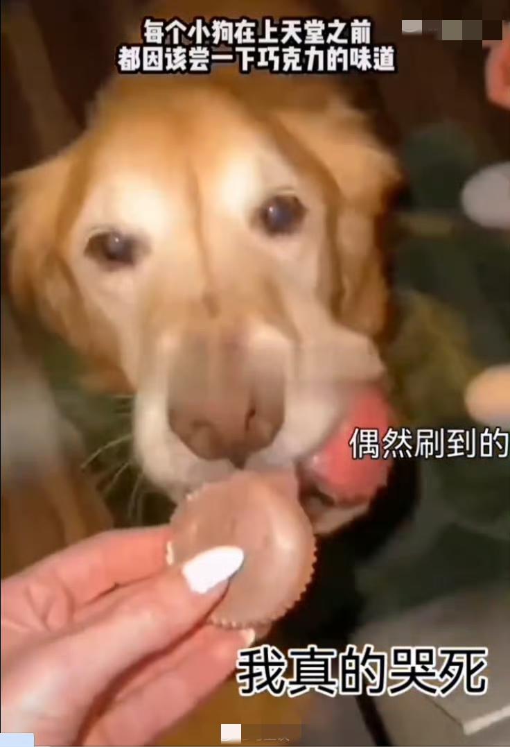 狗狗临终前被允许尝巧克力。绞刑架前，牧师问死刑犯:“你还有什么愿望？”死刑犯