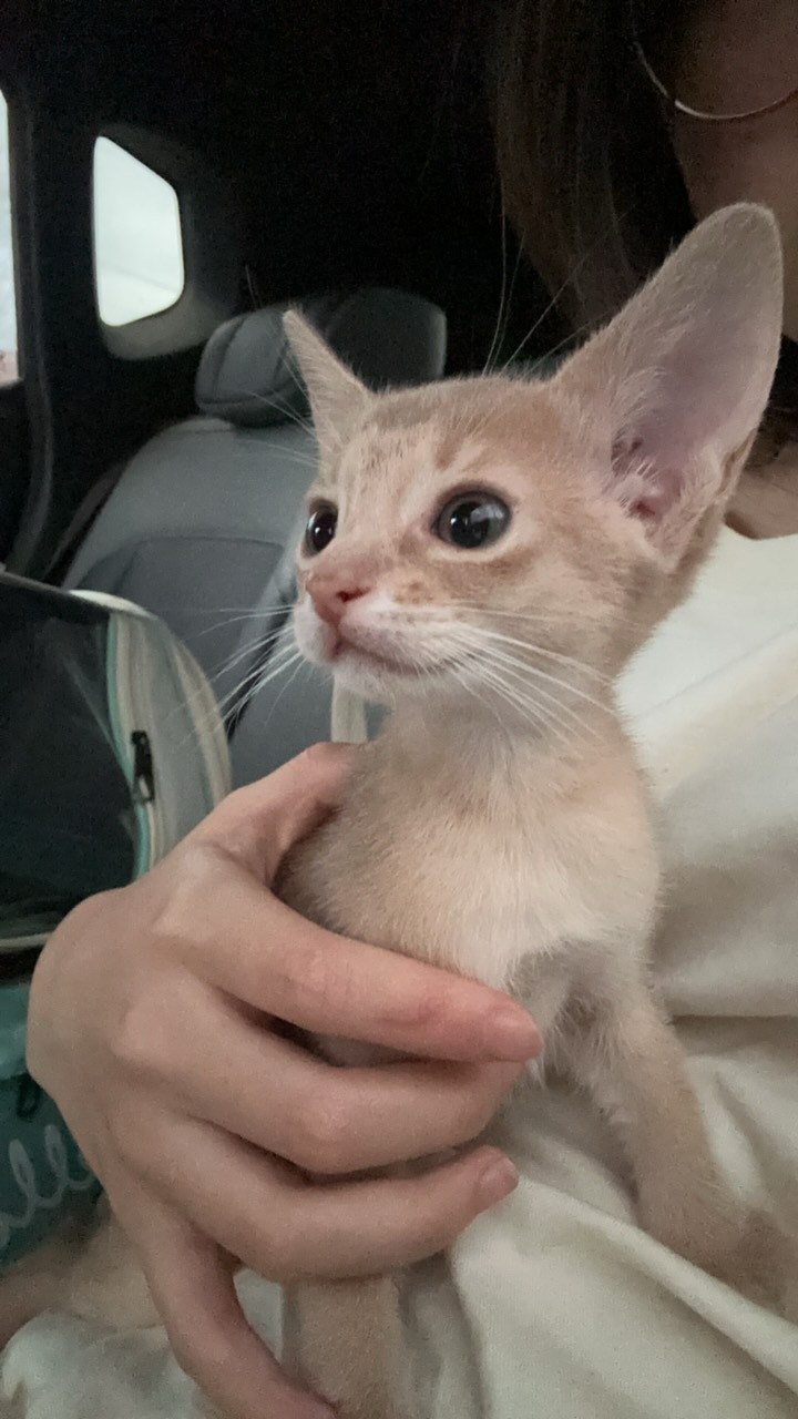此多比精灵一般的猫名为珍珠[大笑]​​​