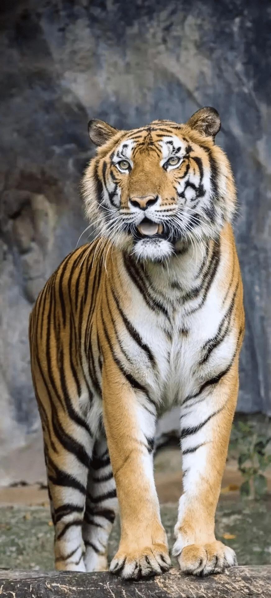 我闺蜜丽丽，标准属虎的，性子急、爱打扮，往年春天一到，衣柜里全是大红色外套、墨绿