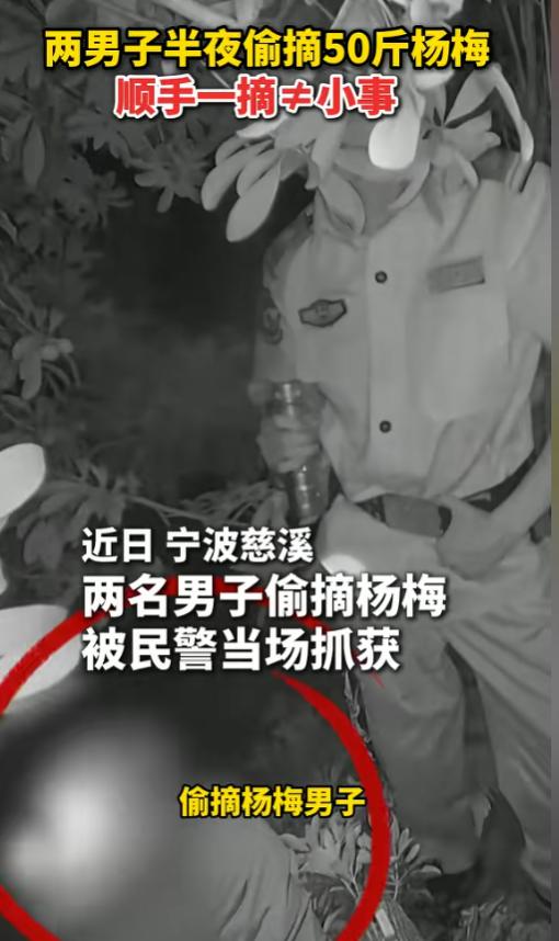 太不要脸了！6月16日报道，浙江，两市民进山游玩，看到满山红彤彤的杨梅挂满枝，以