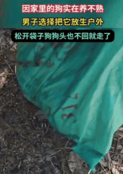 真替这只小黄狗委屈呀！主人养了一段时间，认为总是不跟自己亲近，所以一气之下，找了