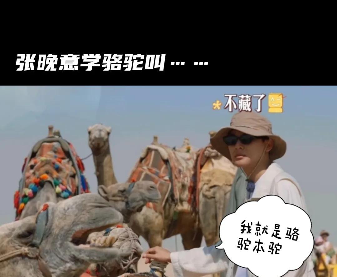 张晚意你要不要这么有趣!你以为他双手插兜骑骆驼，是为了装酷，没想到人家是为了