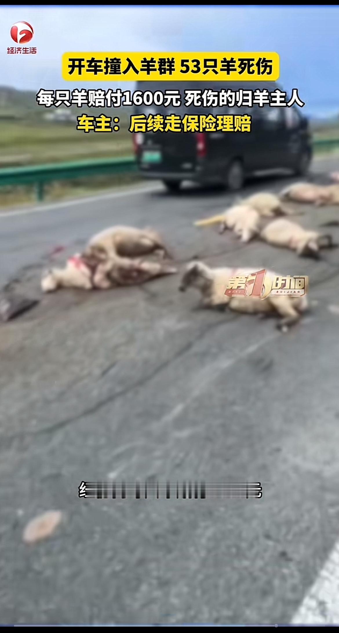 甘肃武威这起撞羊事故太让人唏嘘了。韩先生开车分神，直接撞上53只羊，交警判他全责