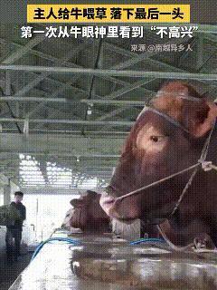 如果眼神能杀人，这位农场主怕是早被这头牛的幽怨眼神“制裁”千百遍了！