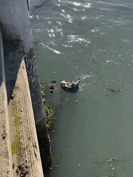 妈妈是最小的岛！