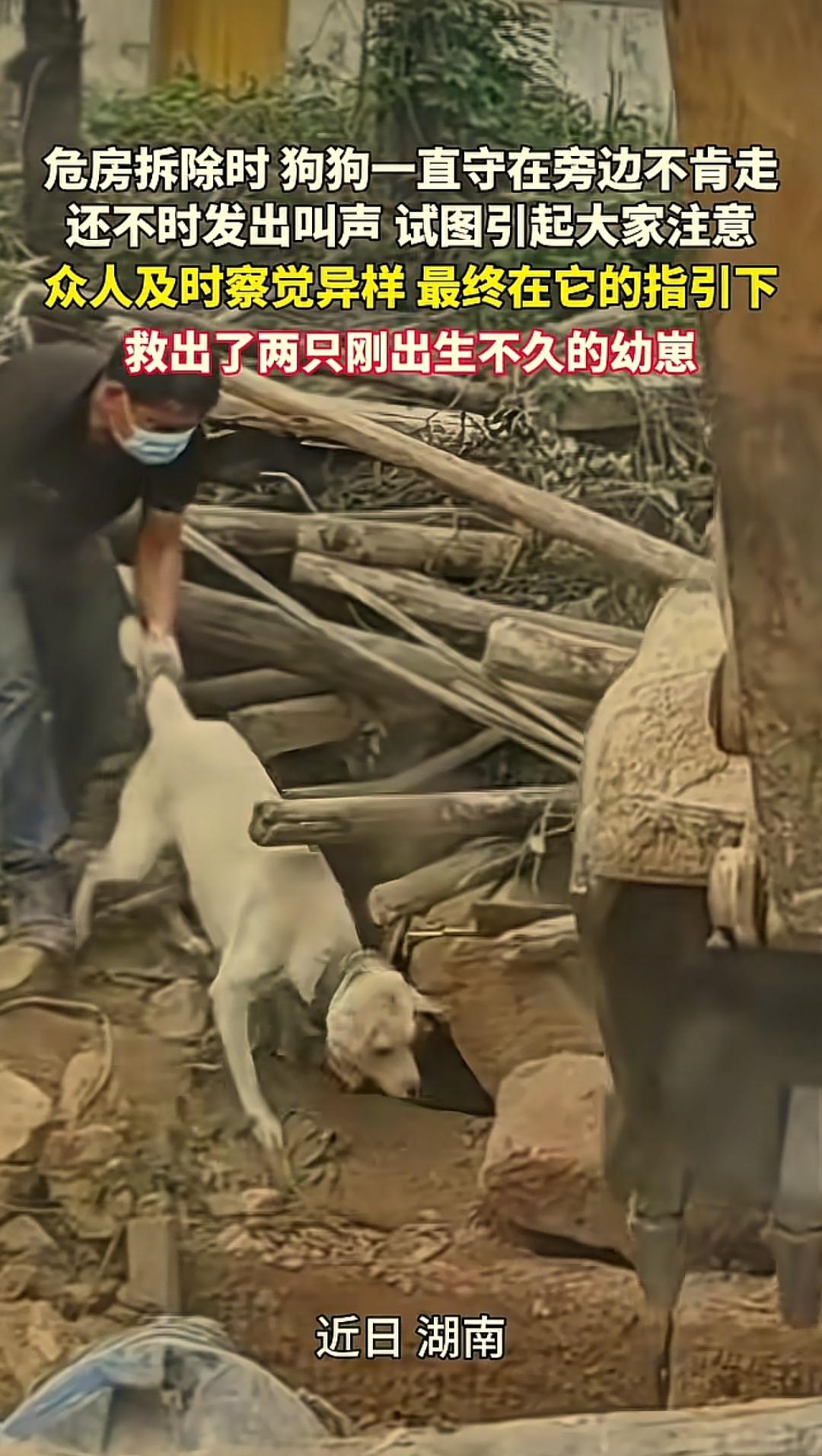 太感人了！5月18日今日热点报道，在湖南一村庄拆除危房时，一只土黄色母犬不顾工人