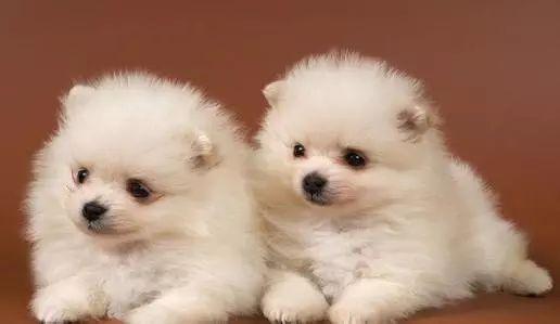 博美犬健康指南: 小心这些问题, 防止小毛病变严重