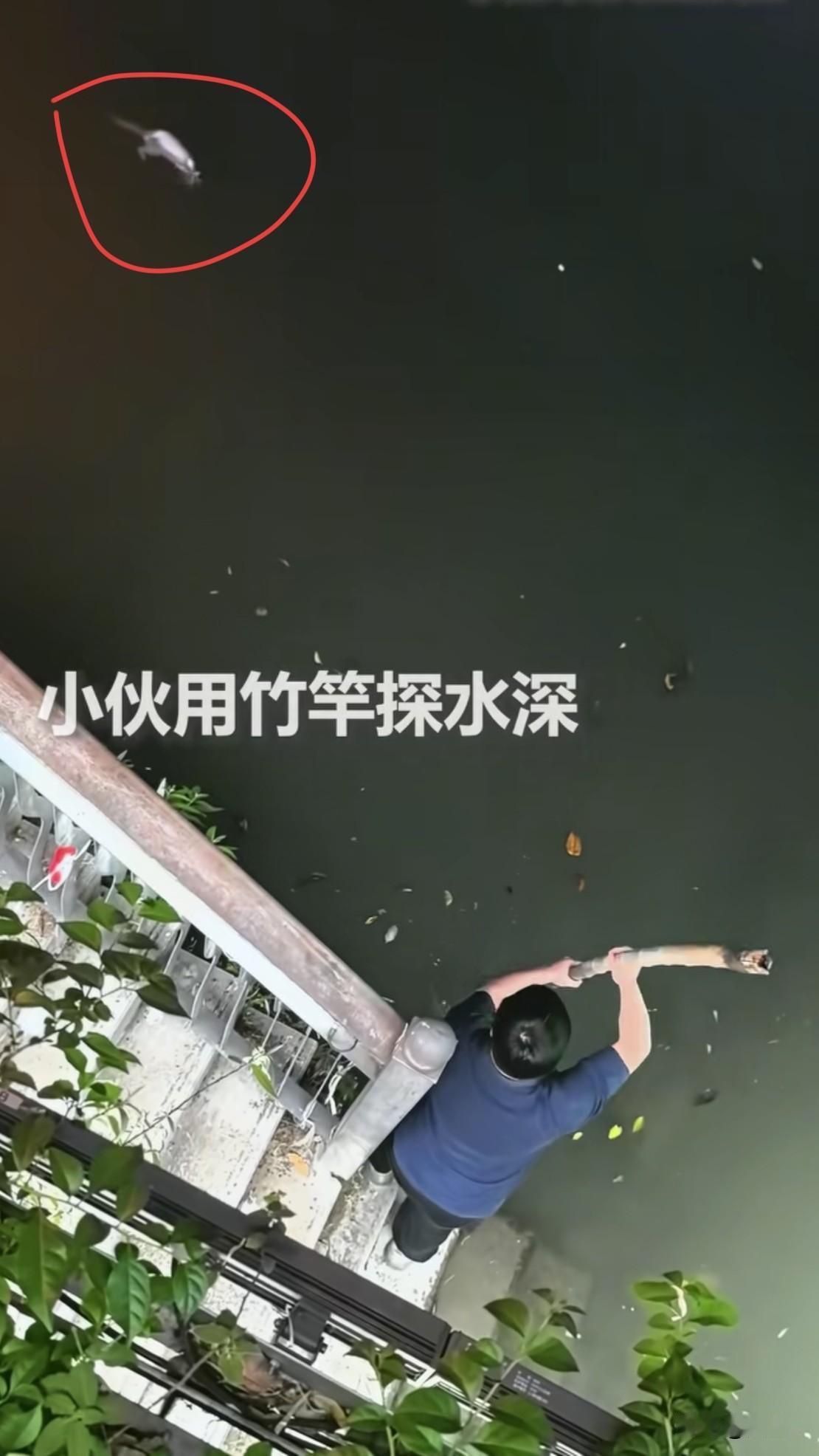 一场温暖的营救，猫咪落水体力不支，小伙涉水将其救起！5月8日晚，成都望平街附