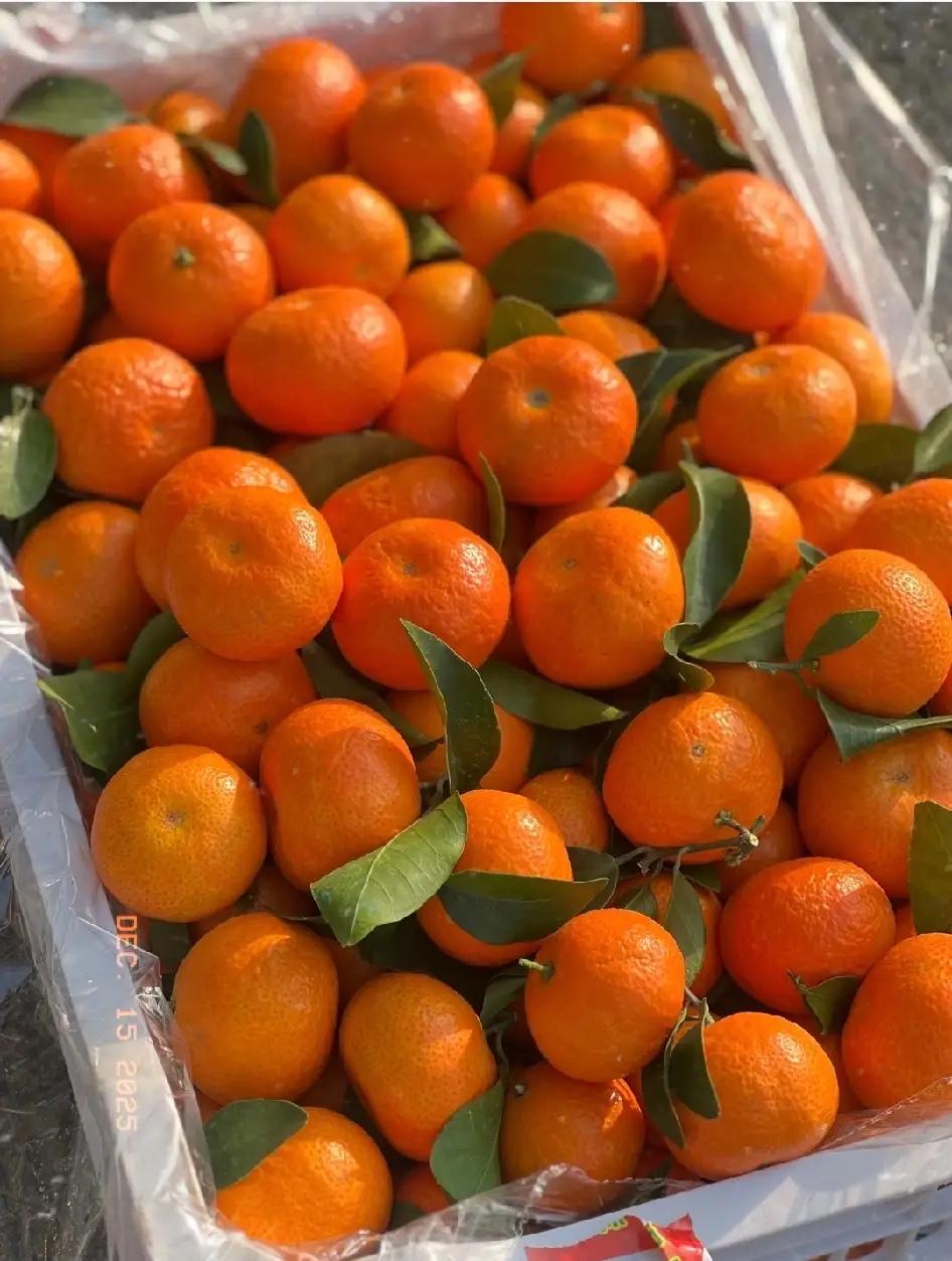 我终于知道今年的沙糖桔为什么卖不动了，并不是价格太贵了，也不是大家不喜欢吃，