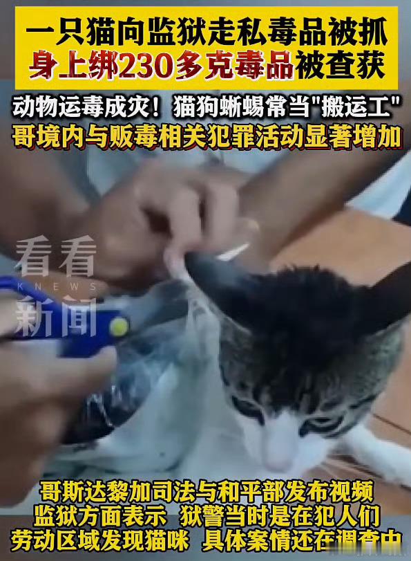 一只猫向监狱走私毒品被抓看见这个热搜我都笑了，我谴责毒贩的丧心病狂，非法利用哈