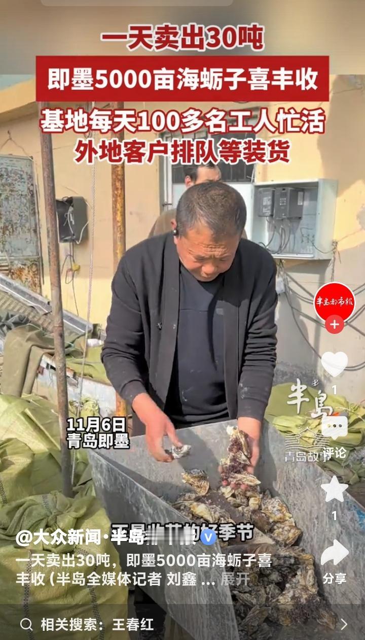 青岛即墨5000亩肥美海蛎子火爆热销！日销30吨惊动全国，外地货车彻夜排队抢货，