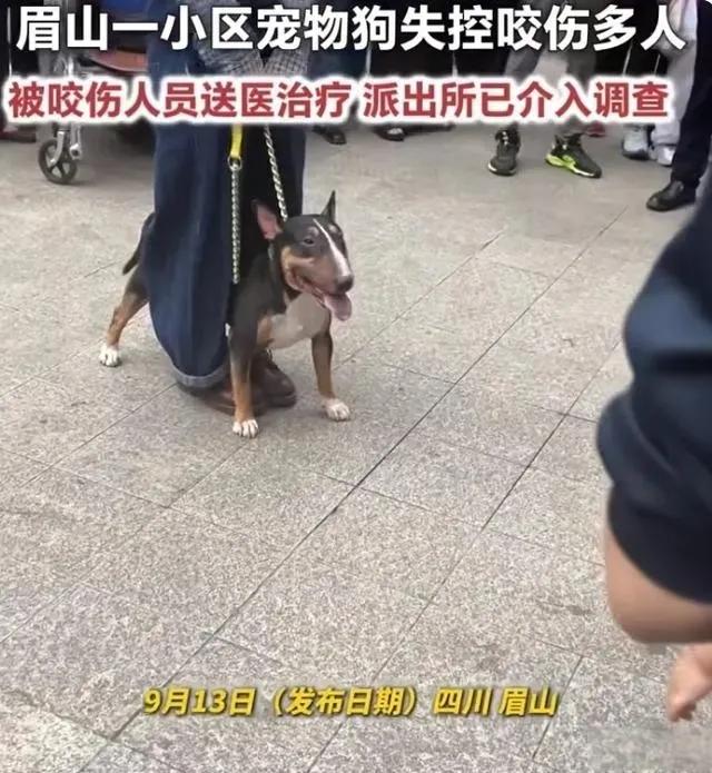 这只丑陋的犬，叫“迷你牛头梗”。这种犬有着奇怪的名字，奇怪的长相，原产自英国