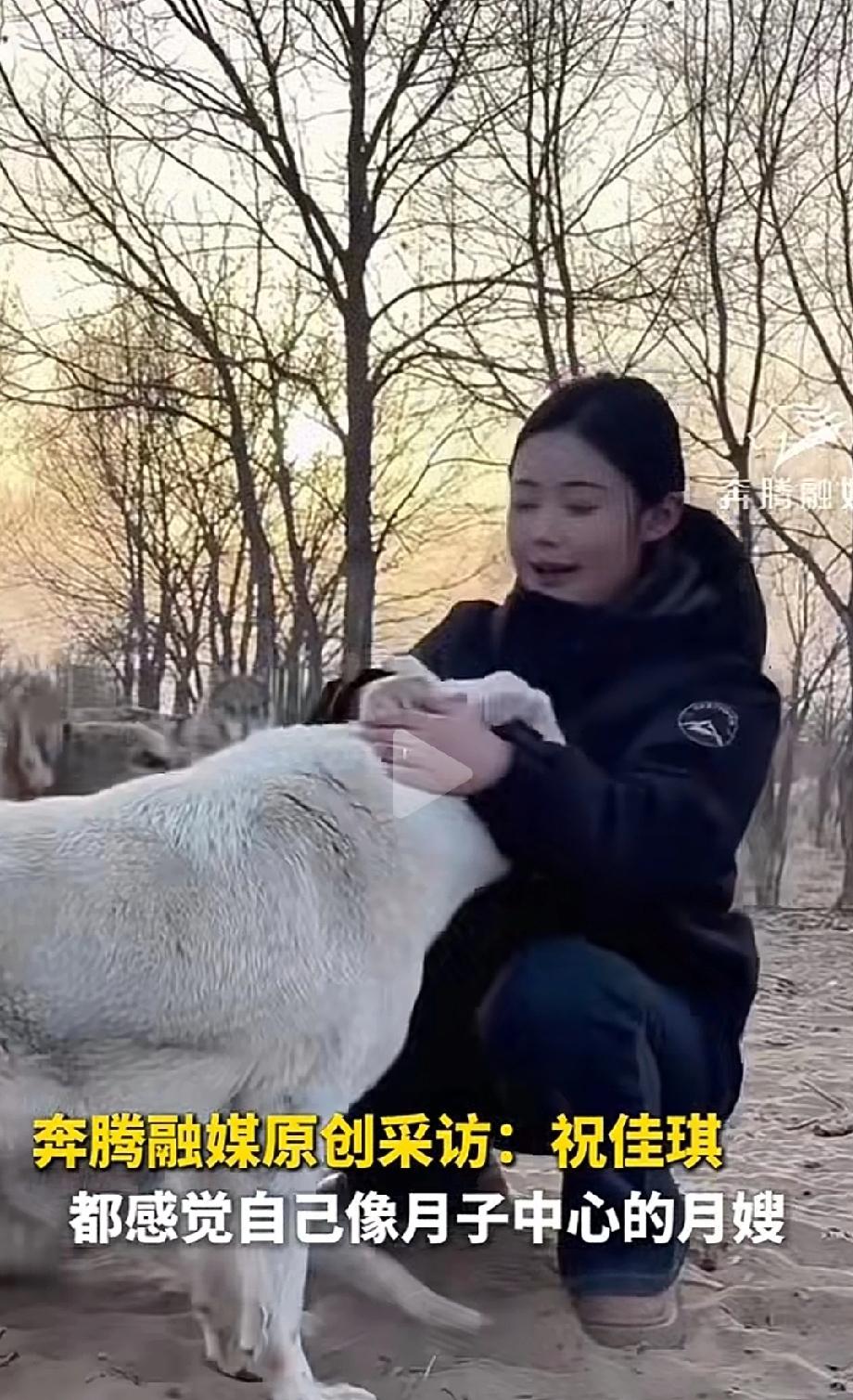 边界感呢？内蒙古巴彦淖尔，一只野生怀孕母狼，要生产了，本来应该躲在山洞远离人群的