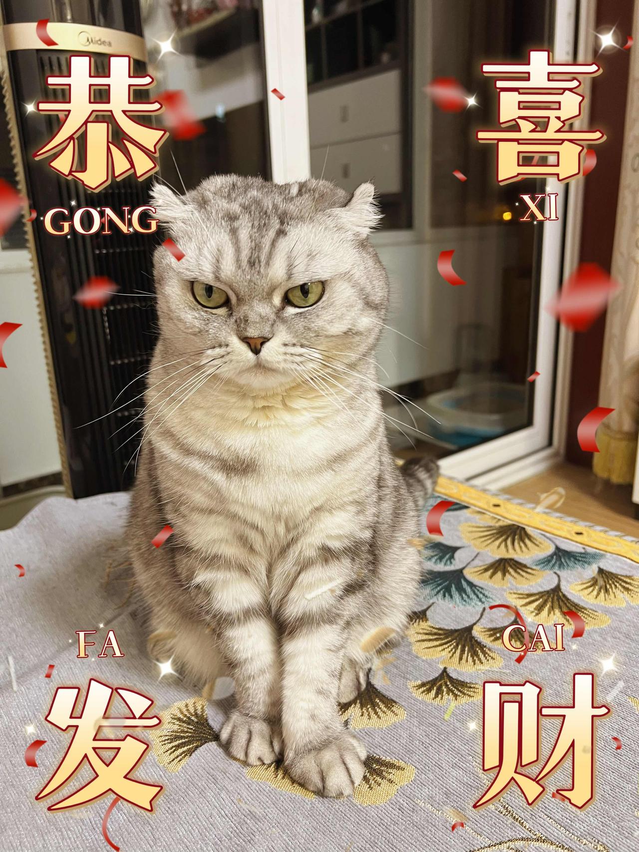 分享一张你家猫咪的可爱照片