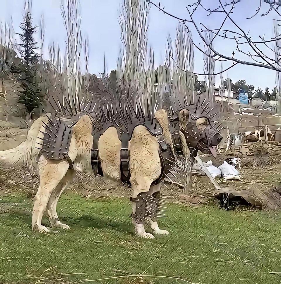 给狗子安排这些的装备，别说野狼了，连狮子看见都要绕路走呵~