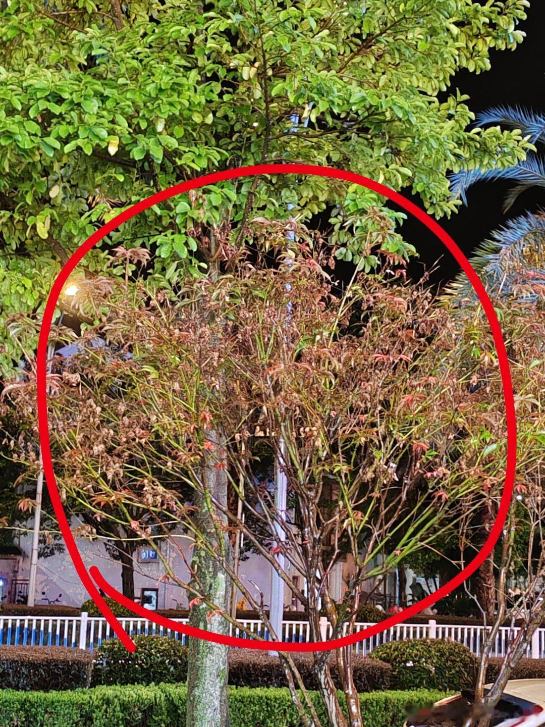 这棵树我一直以为没栽活，最近居然长芽了了。​​​